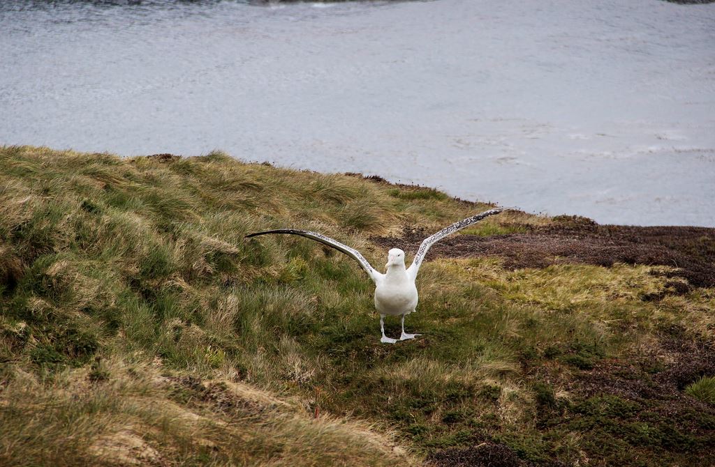 Albatros