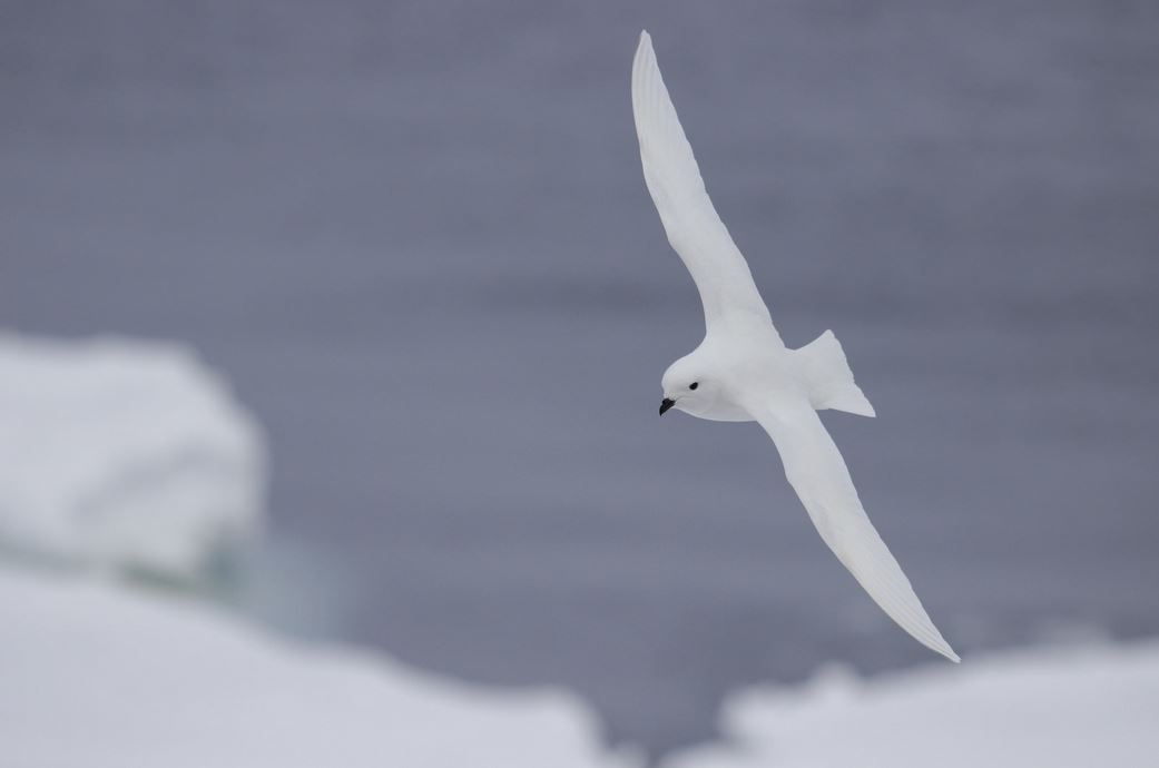 Pétrel des neiges