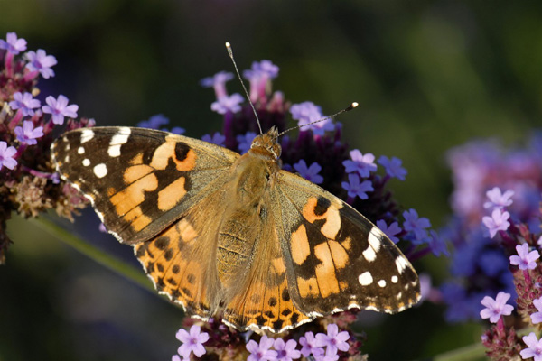 Création de l'Agence française pour la biodiversité - Ségolène Royal Officiel