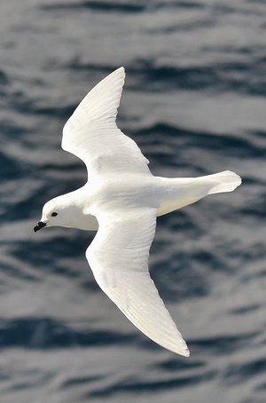petreldesneiges