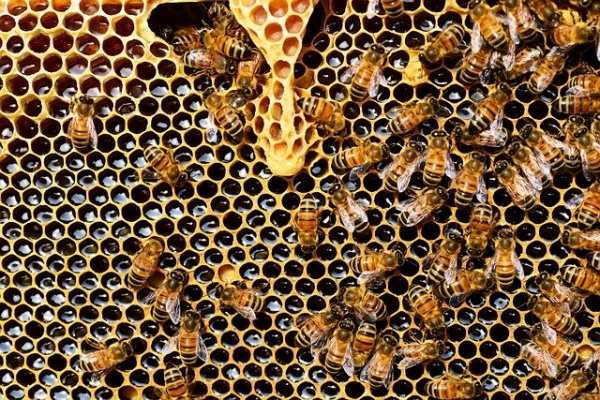 La pollution persistante des pesticides néonicotinoïdes