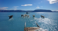 La tradition des chiens de traîneau menacée par le réchauffement climatique