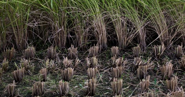 Les insecticides néonicotinoïdes ruinent la pêche lacustre au Japon